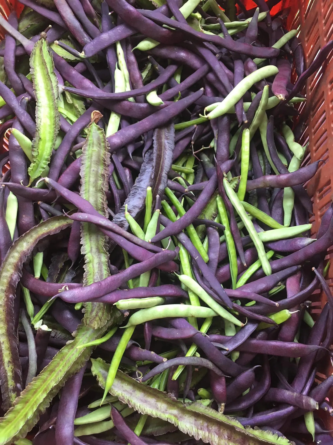 Beans Growing Guide