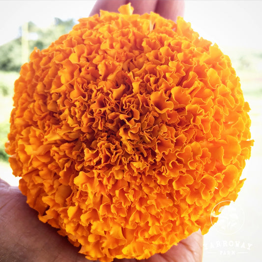 Marigold Growing Guide