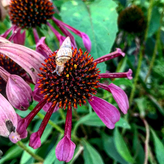 Pest and Disease Management Basics