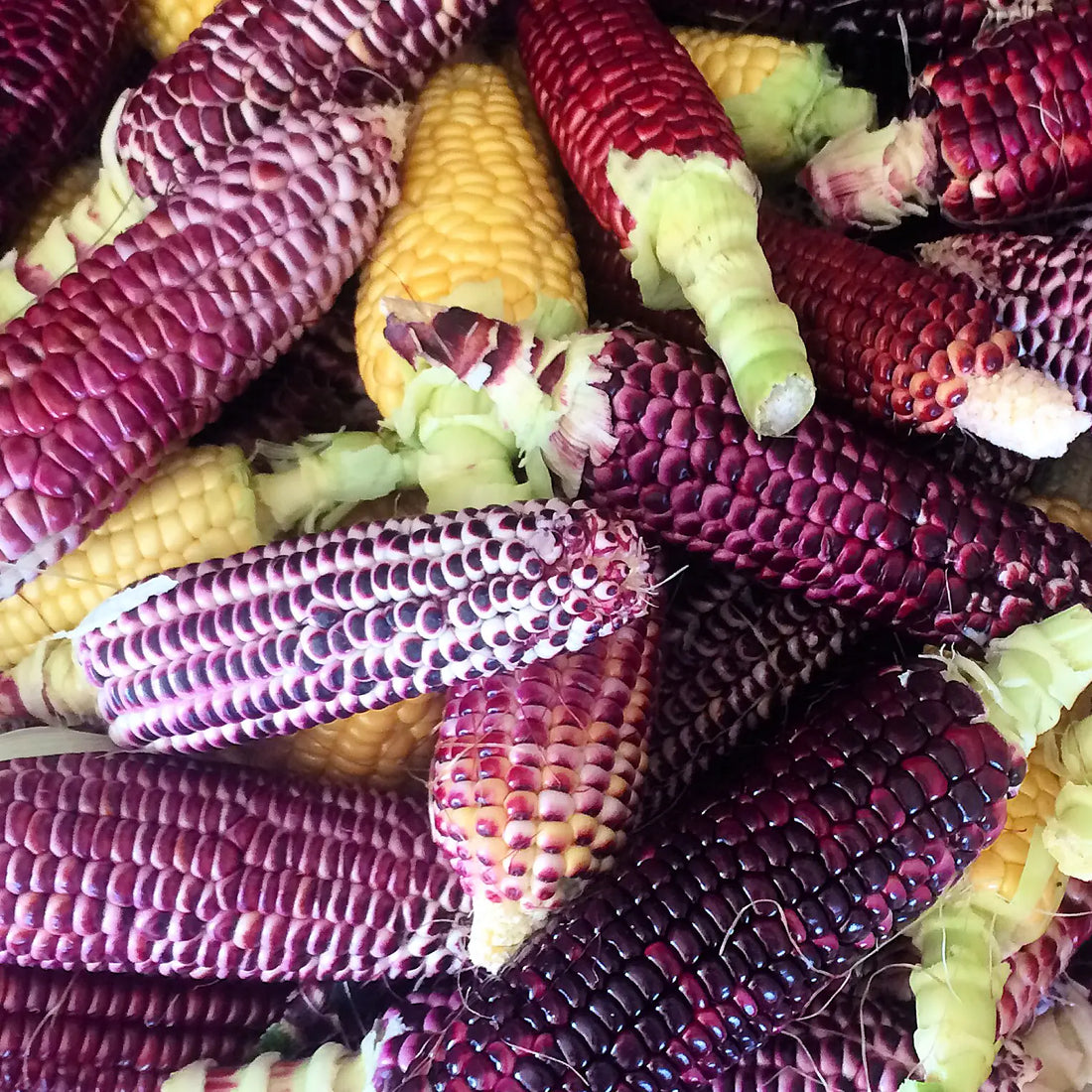 Corn Growing Guide