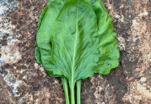 Indian Greens Growing Guide