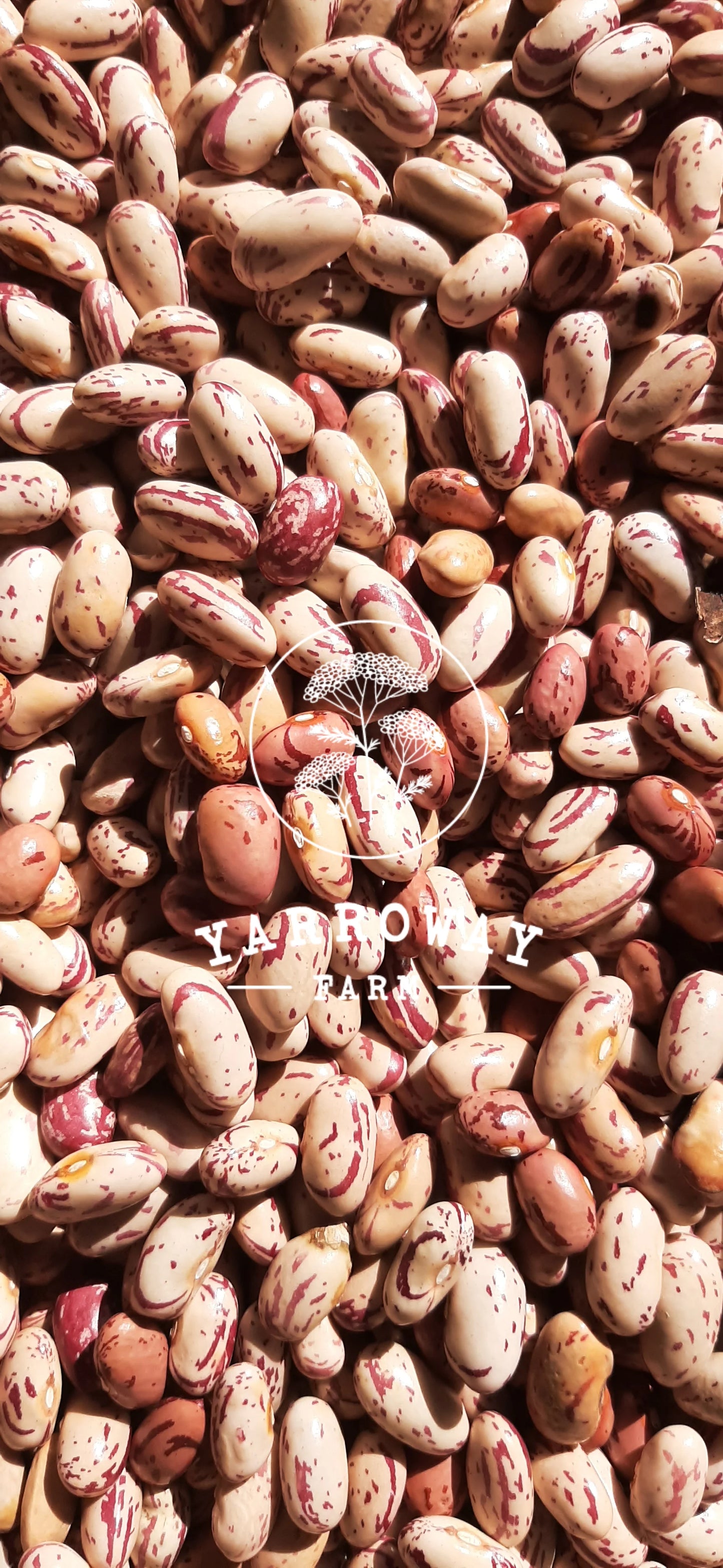 African Sugar - Bush Bean