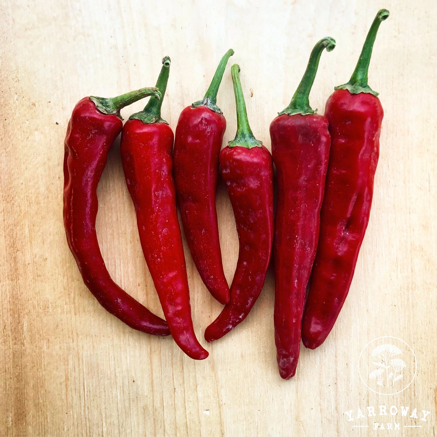 Andhra Mirchi - Mild Hot