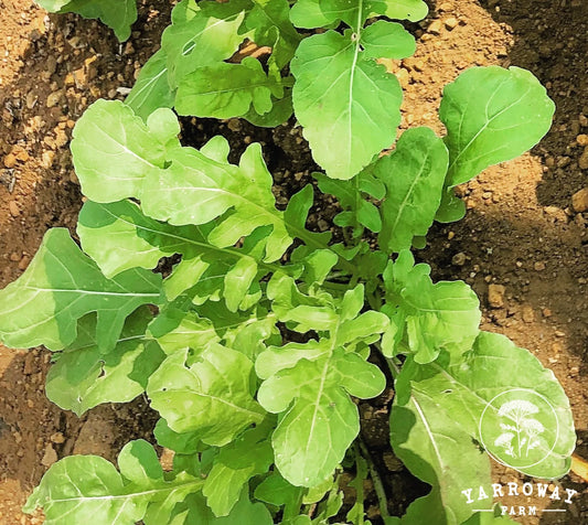 Arugula Rocket Salad