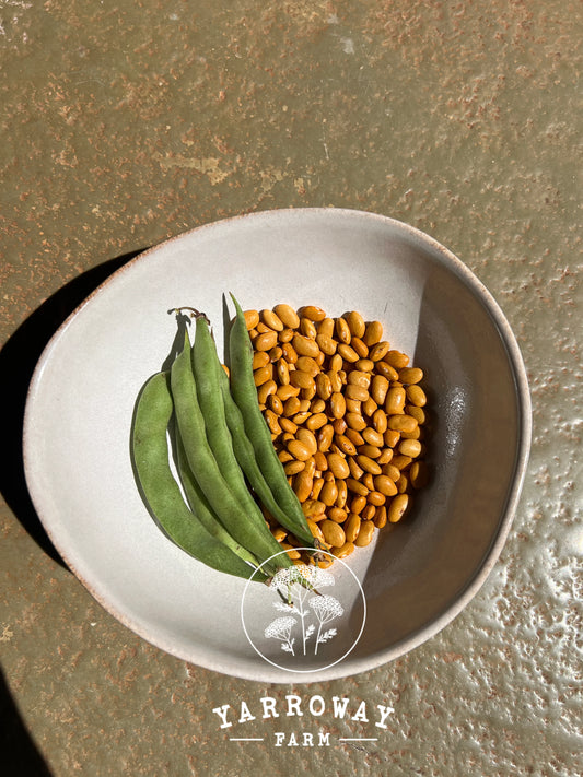 Azufrado Bush Bean