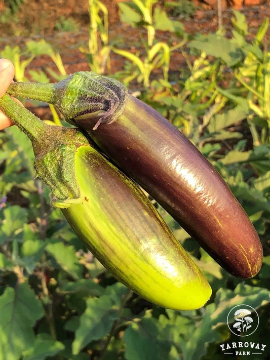 Bangladeshi Long - Eggplant