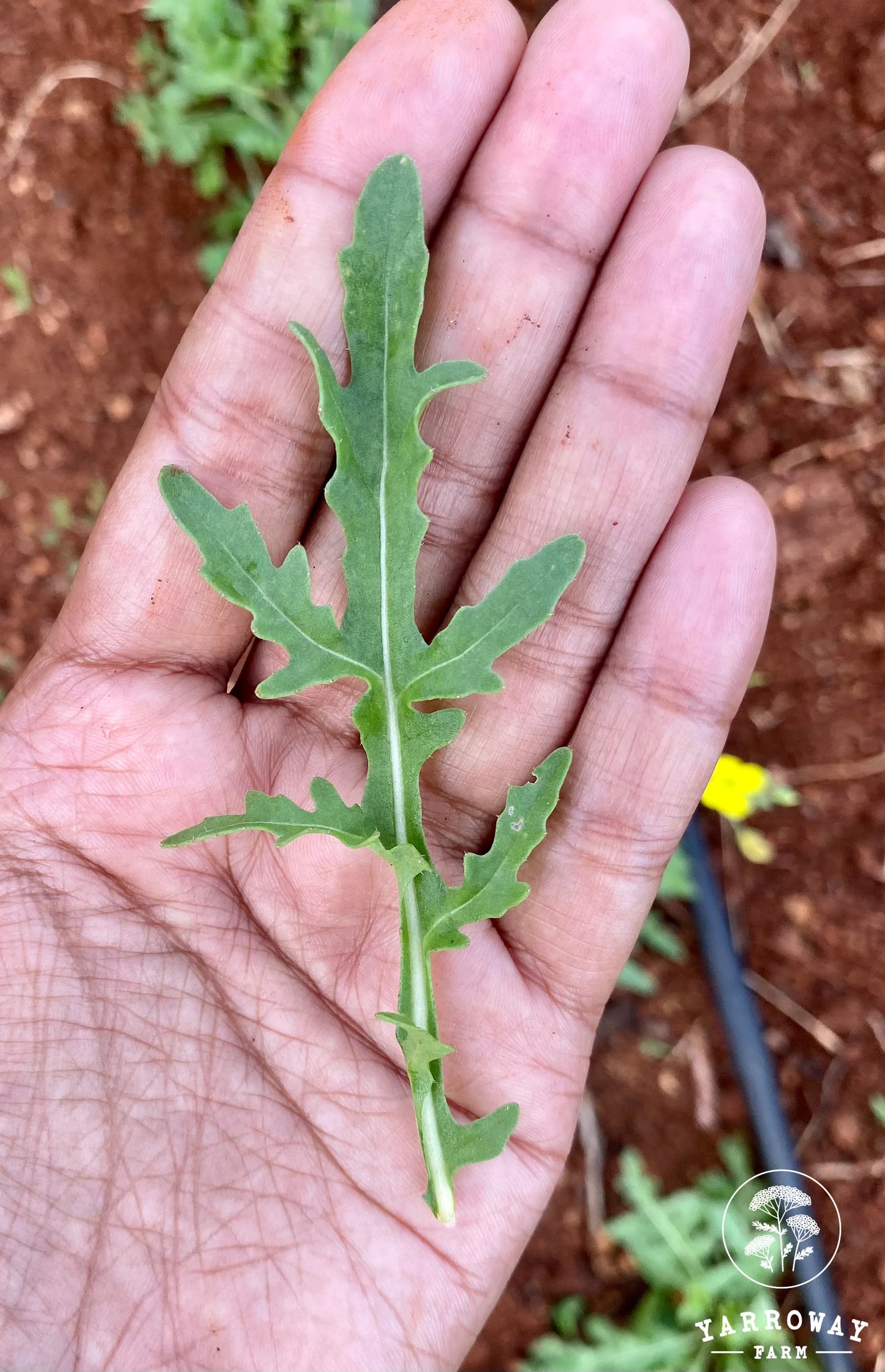Bellezia Arugula