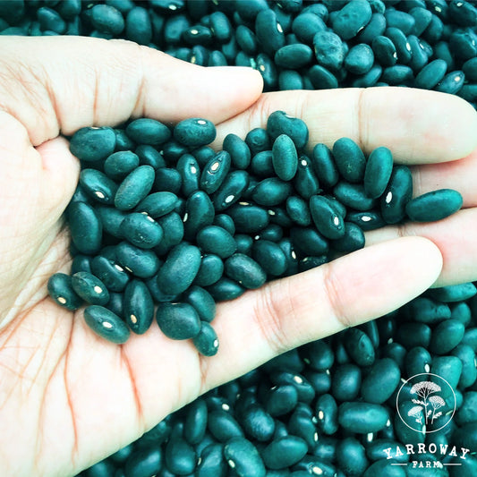 Black Turtle - Bush Bean