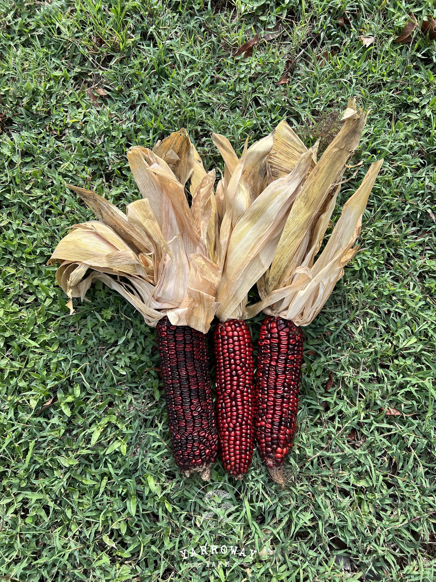 Bloody Butcher Dent Corn