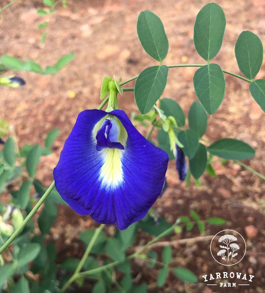 Blue Butterfly Pea