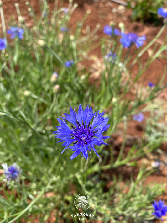 Blue Mix Cornflower