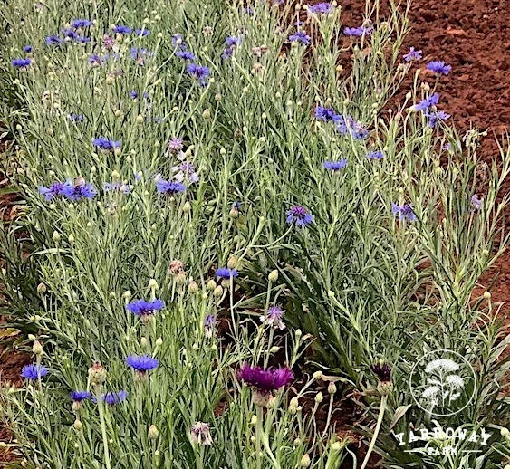 Blue Mix Cornflower