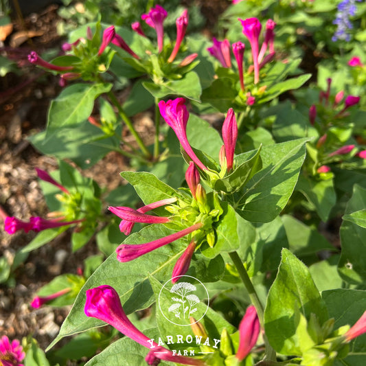 Bright Pink Marvel of Peru