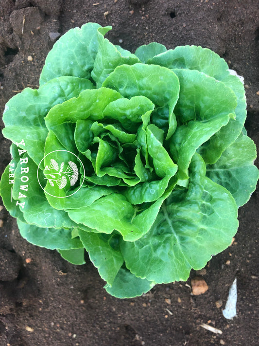Buttercrunch Lettuce