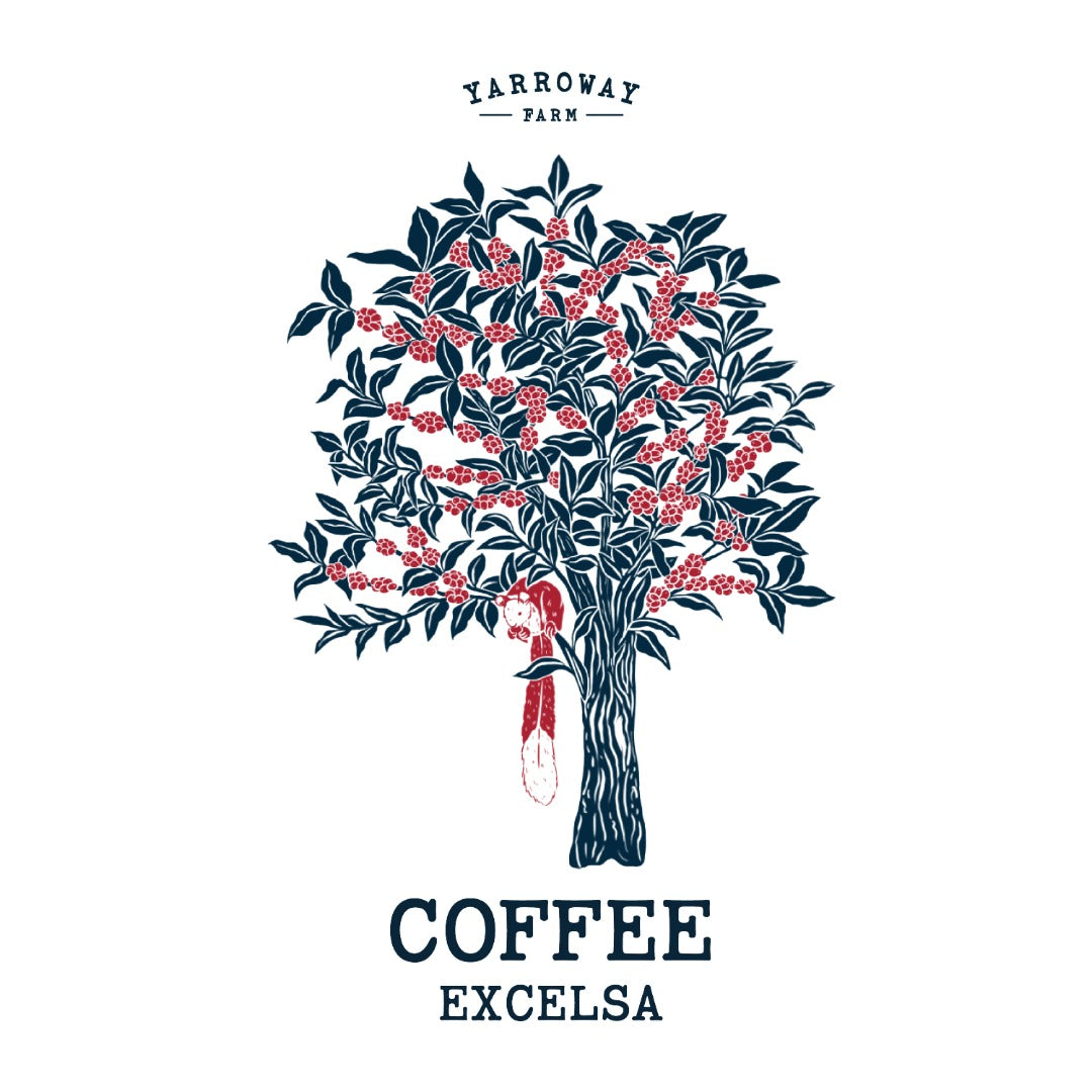 Coffee Excelsa