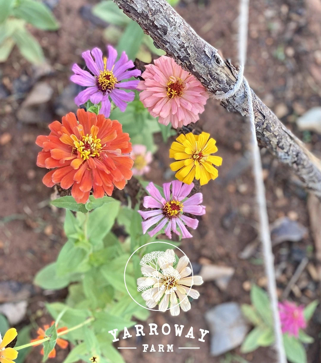Cactus Flower Blend Zinnia