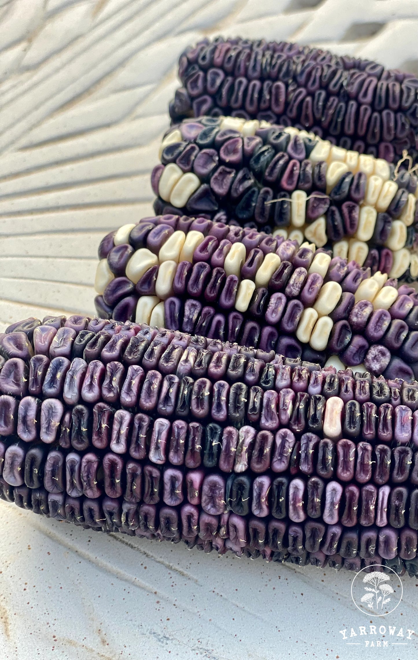 Cherokee White Eagle Dent Corn