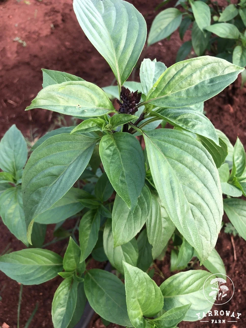 Cinnamon Basil Yarroway Farm