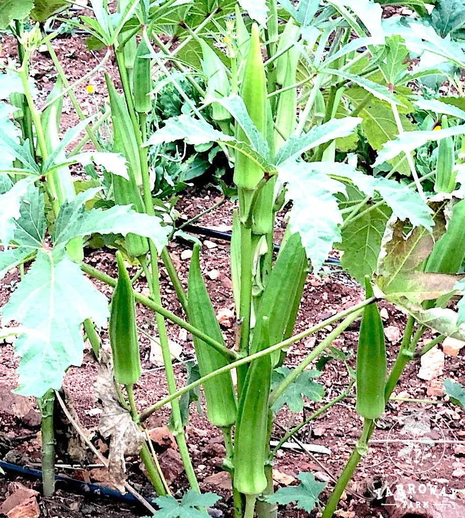 Clemson Spineless Okra