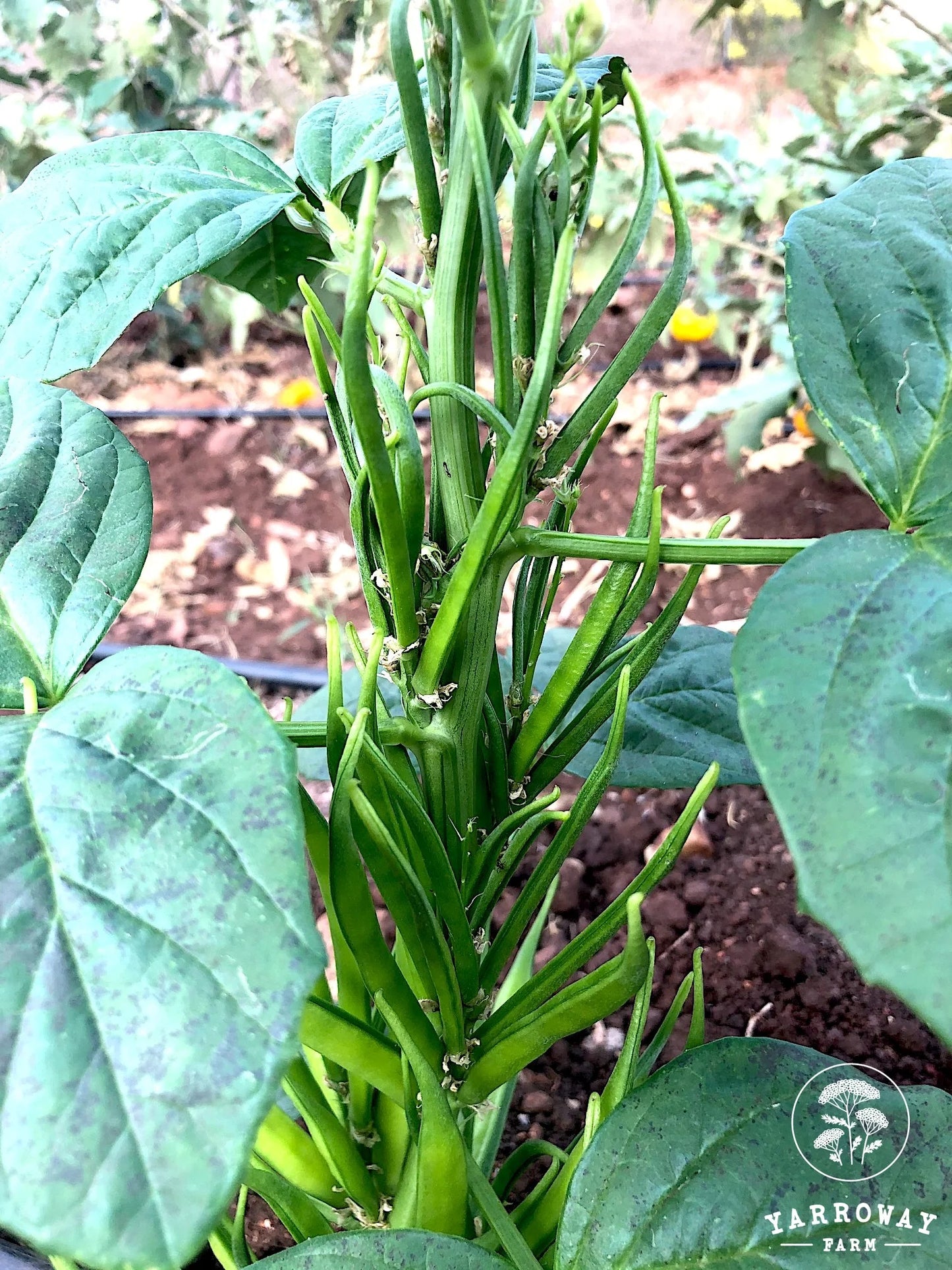 Cluster/Guar - Bush Bean