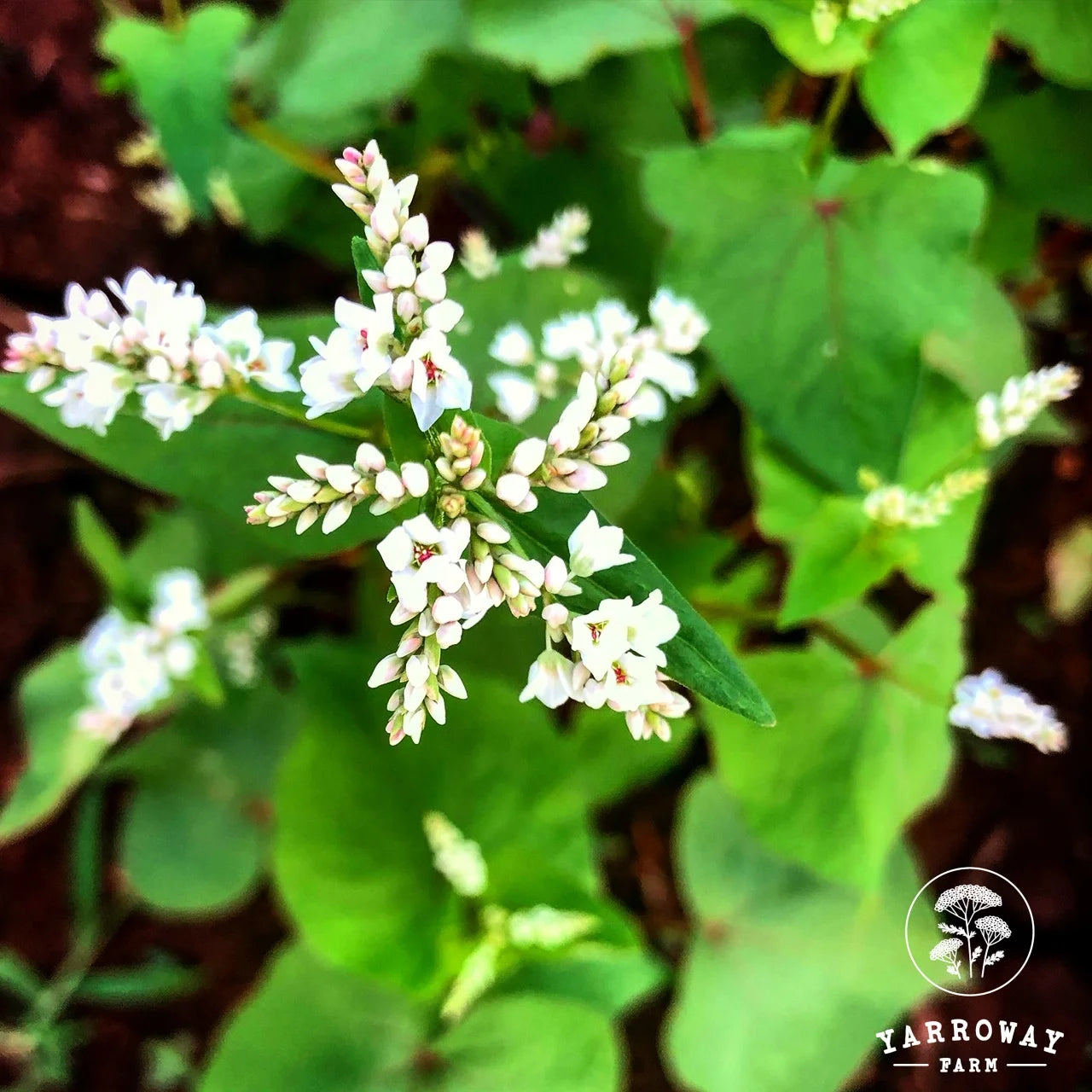 Common Buckwheat Covercrop