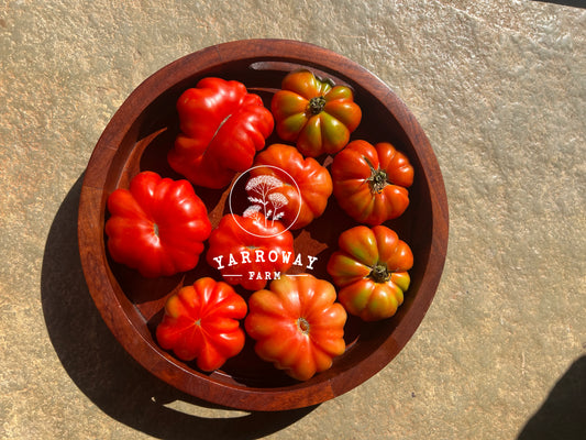 Costoluto Florentino Tomato
