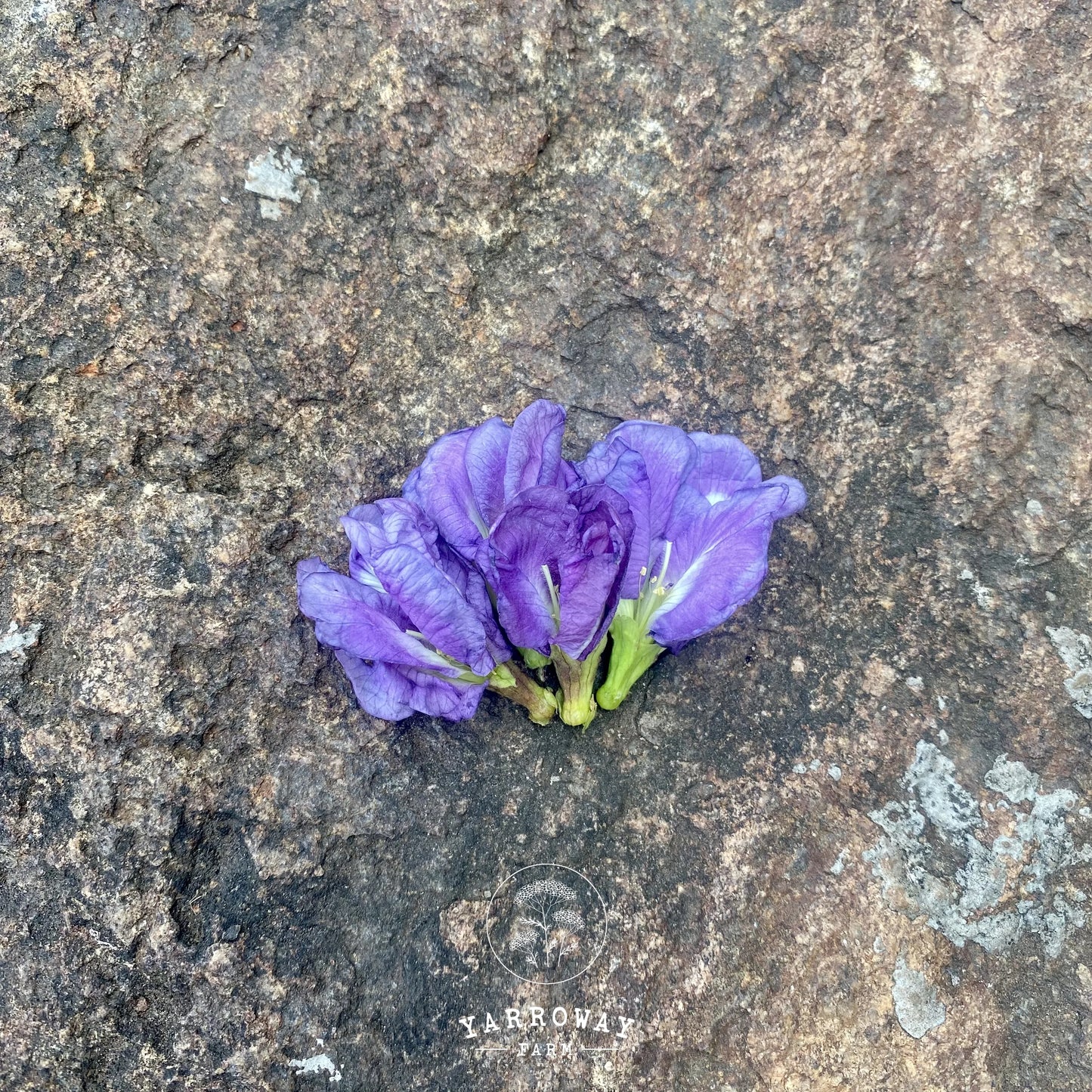 Double Lavender Butterfly Pea
