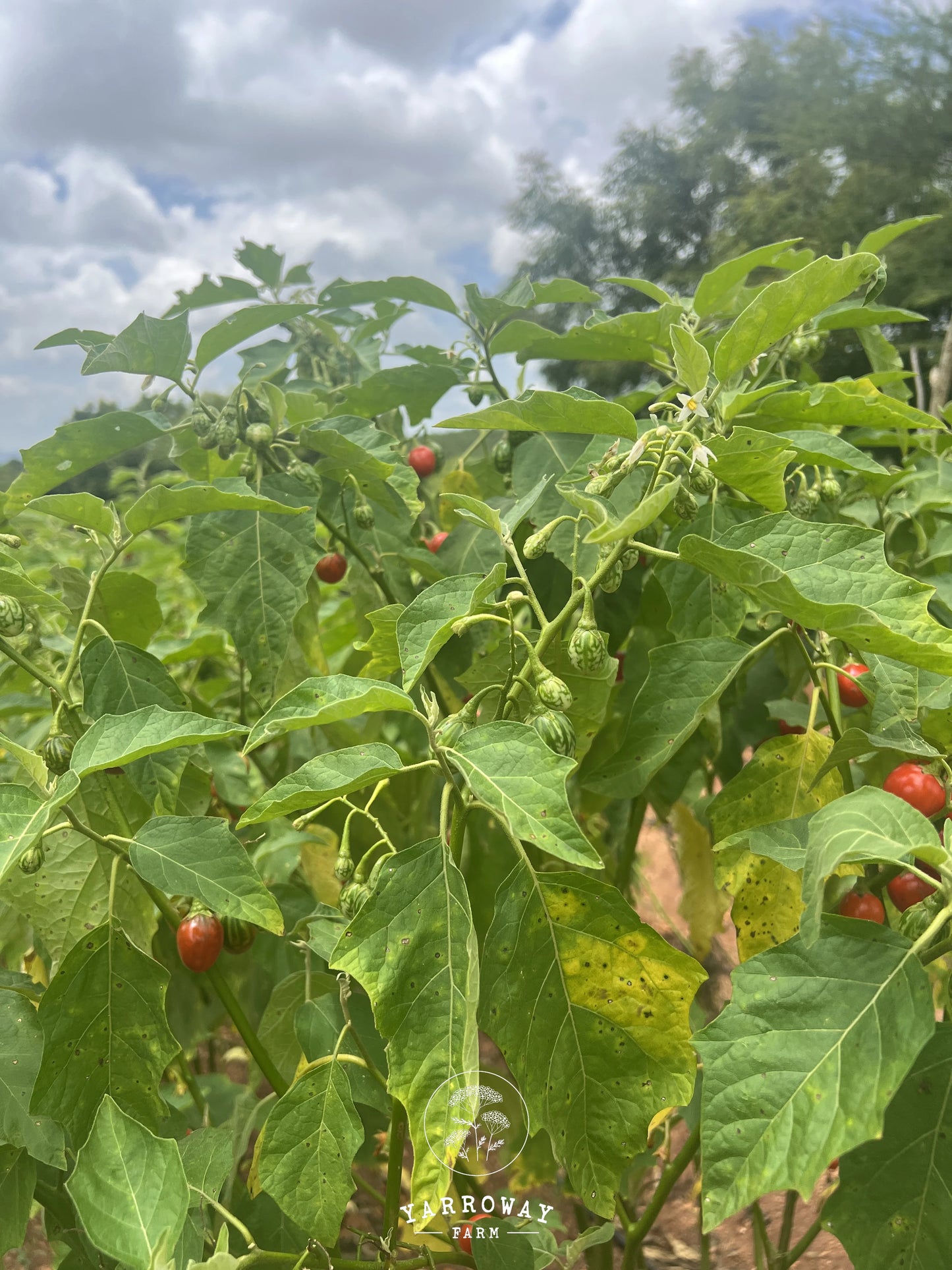 Ensoro Ewia Eggplant