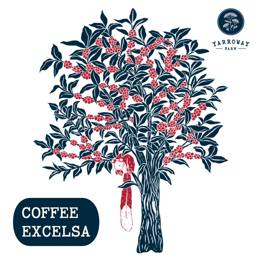 Coffee Excelsa