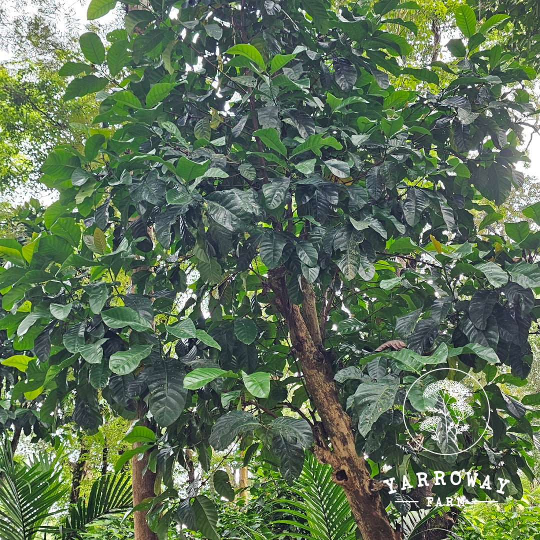 Coffee Excelsa