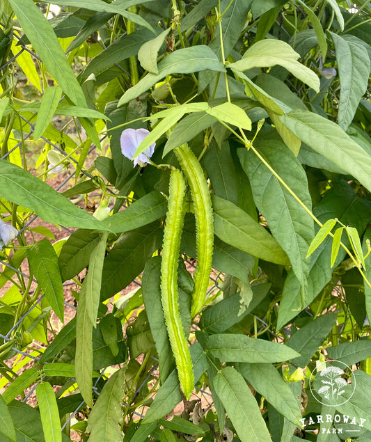 Extra Long Green Winged Pole Bean