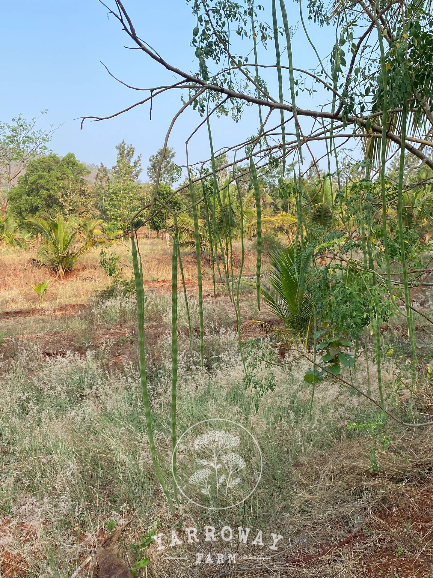 Extra-Long Drumstick Tree