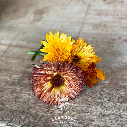 Flashback Calendula
