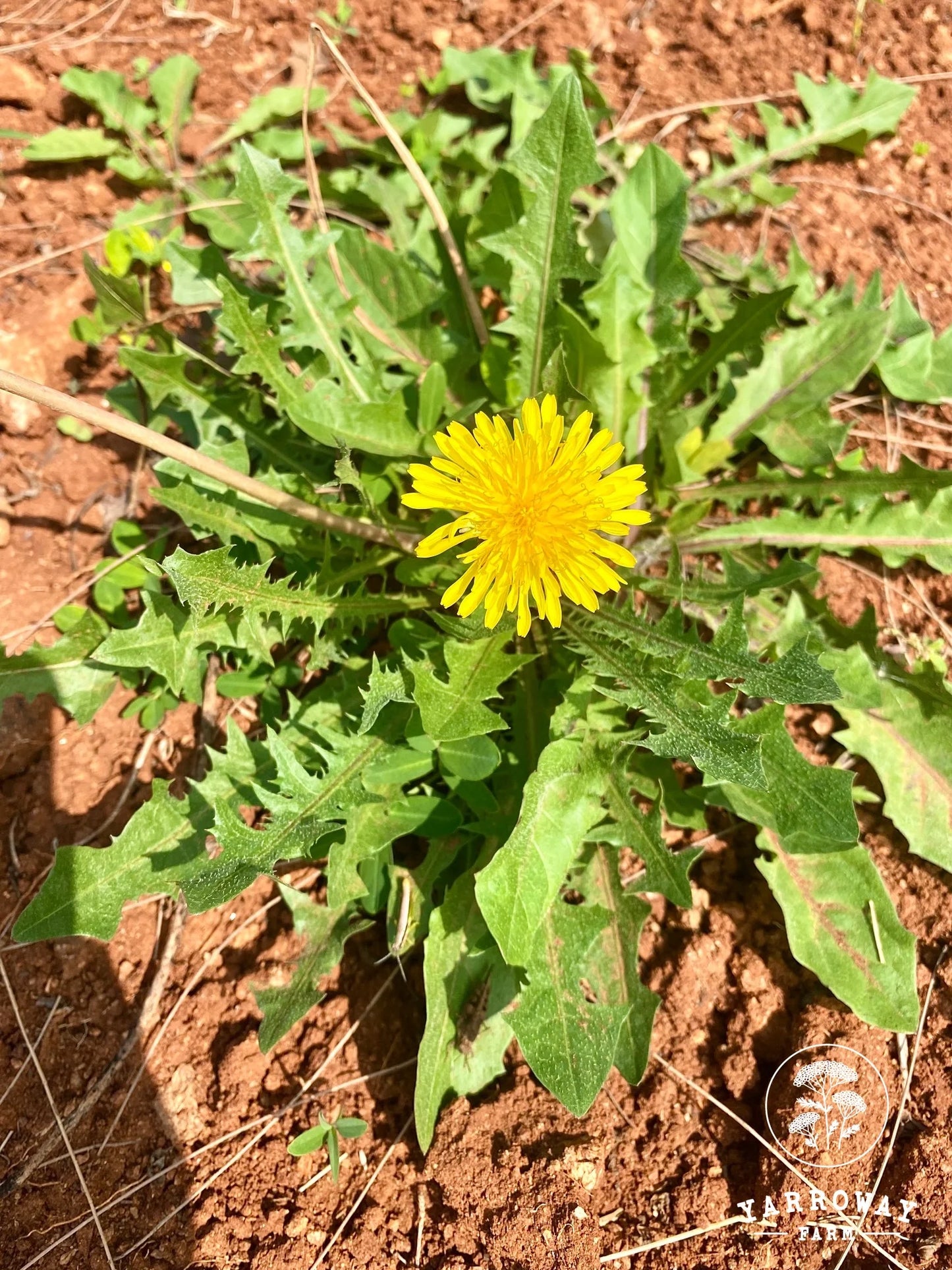 French Dandelion