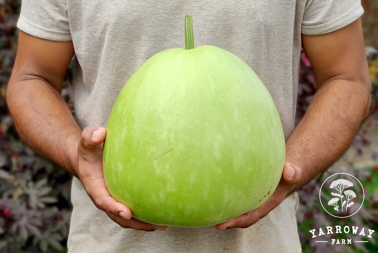 Giant Round Bottle Gourd