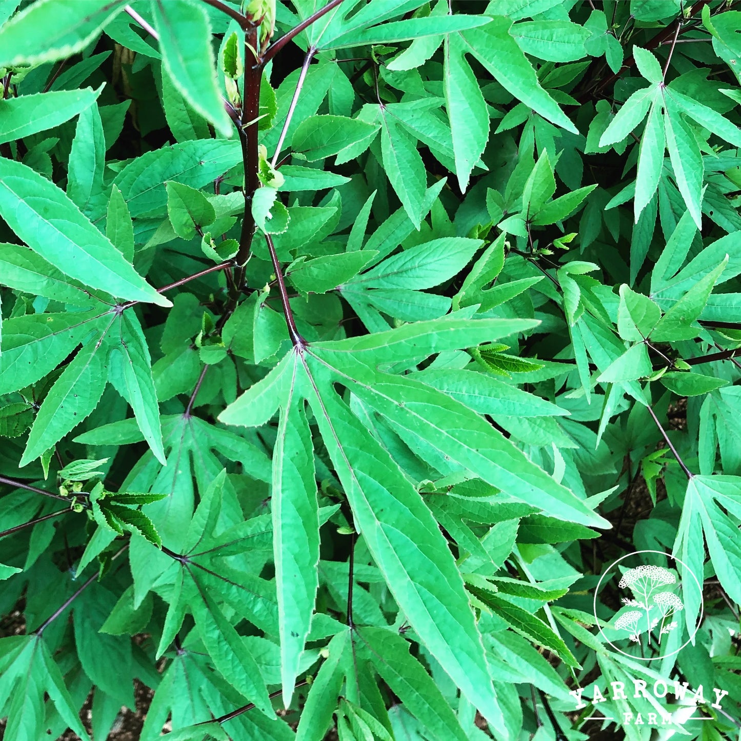 Green Gongura - Ambadi