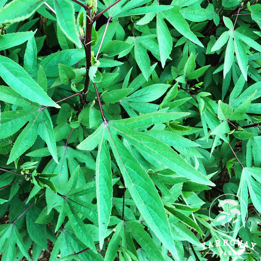Green Gongura - Ambadi