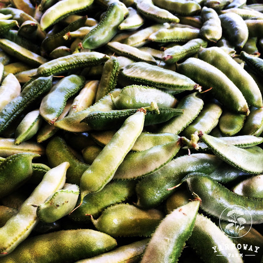 Green Hyacinth (Lab-lab) - Pole Bean