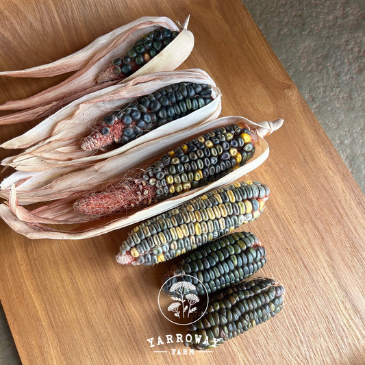Oaxacan Green Corn