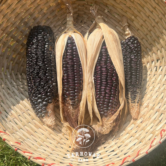 Hopi Blue Dent Corn