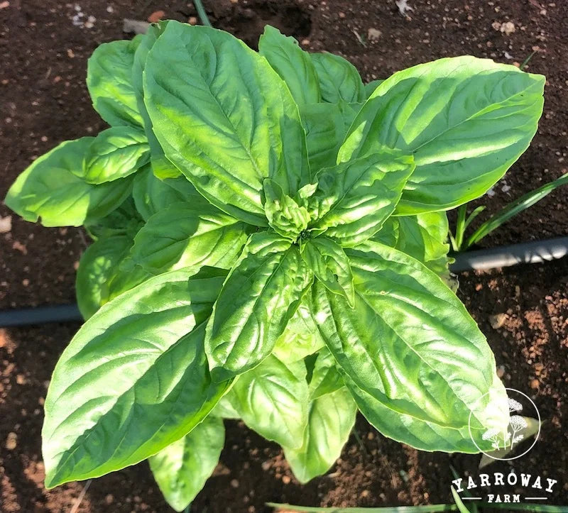 Italian Genovese Basil Yarroway Farm