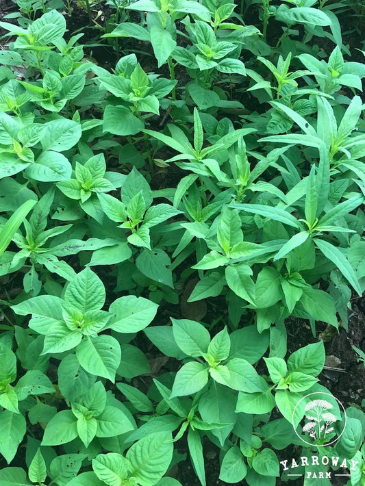 Lagos Spinach - Anna Soppu