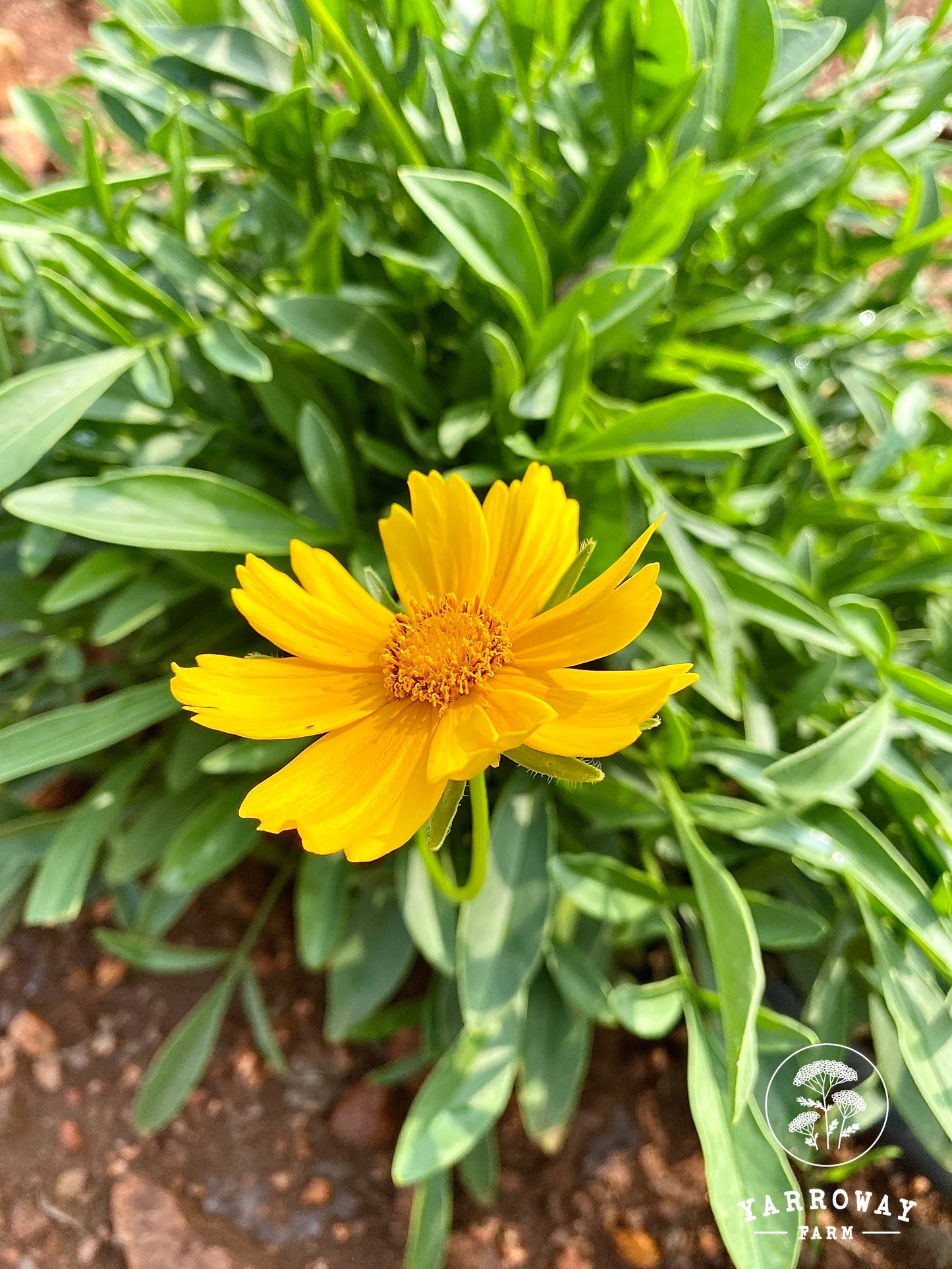Lanceleaf Coreopsis