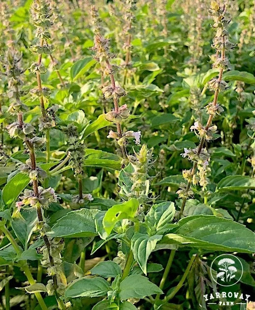 Lemon Basil Yarroway Farm