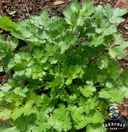 Lemon Dwarf Coriander