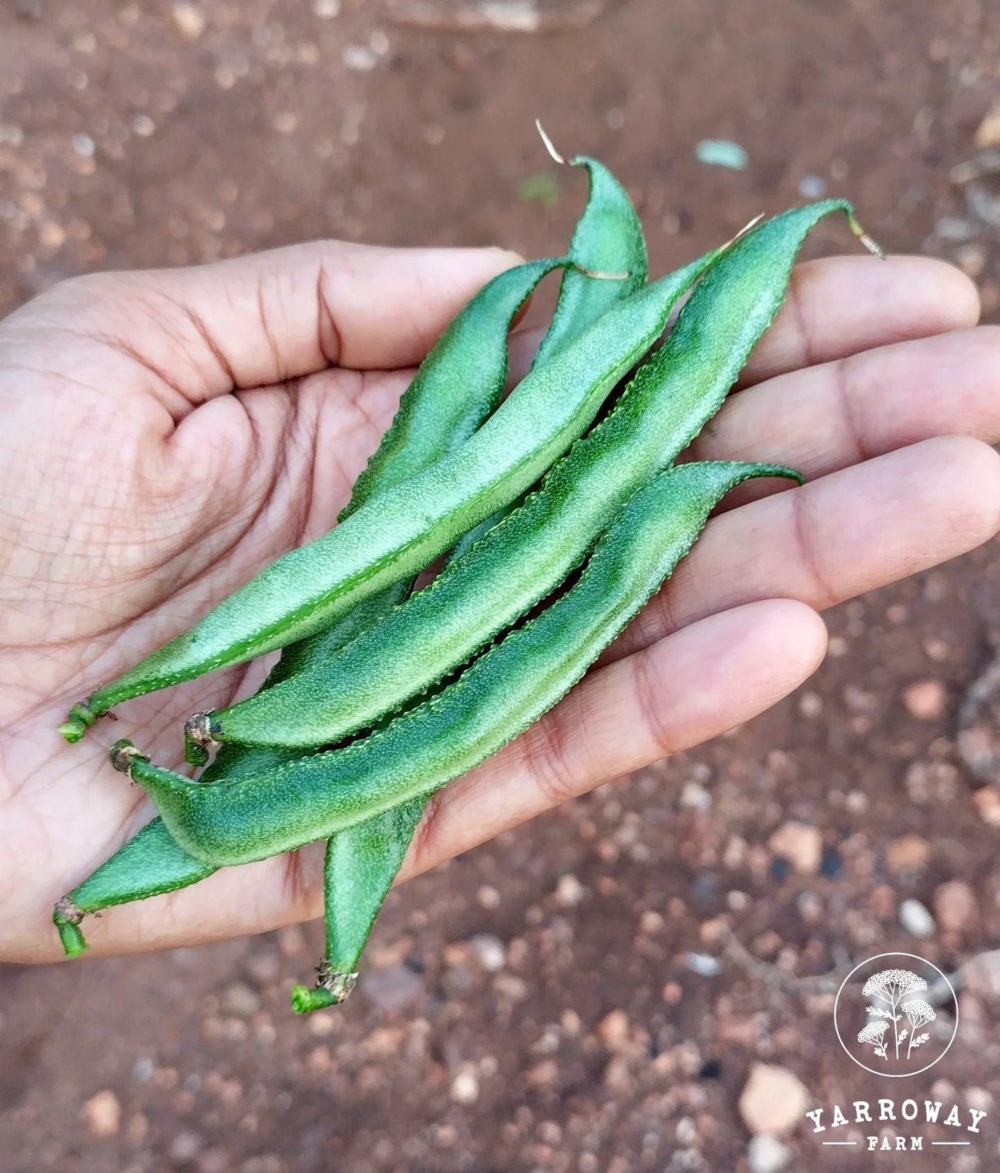 Long Green Hyacinth - Pole Bean