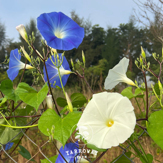 Mailbox Mix Morning Glory