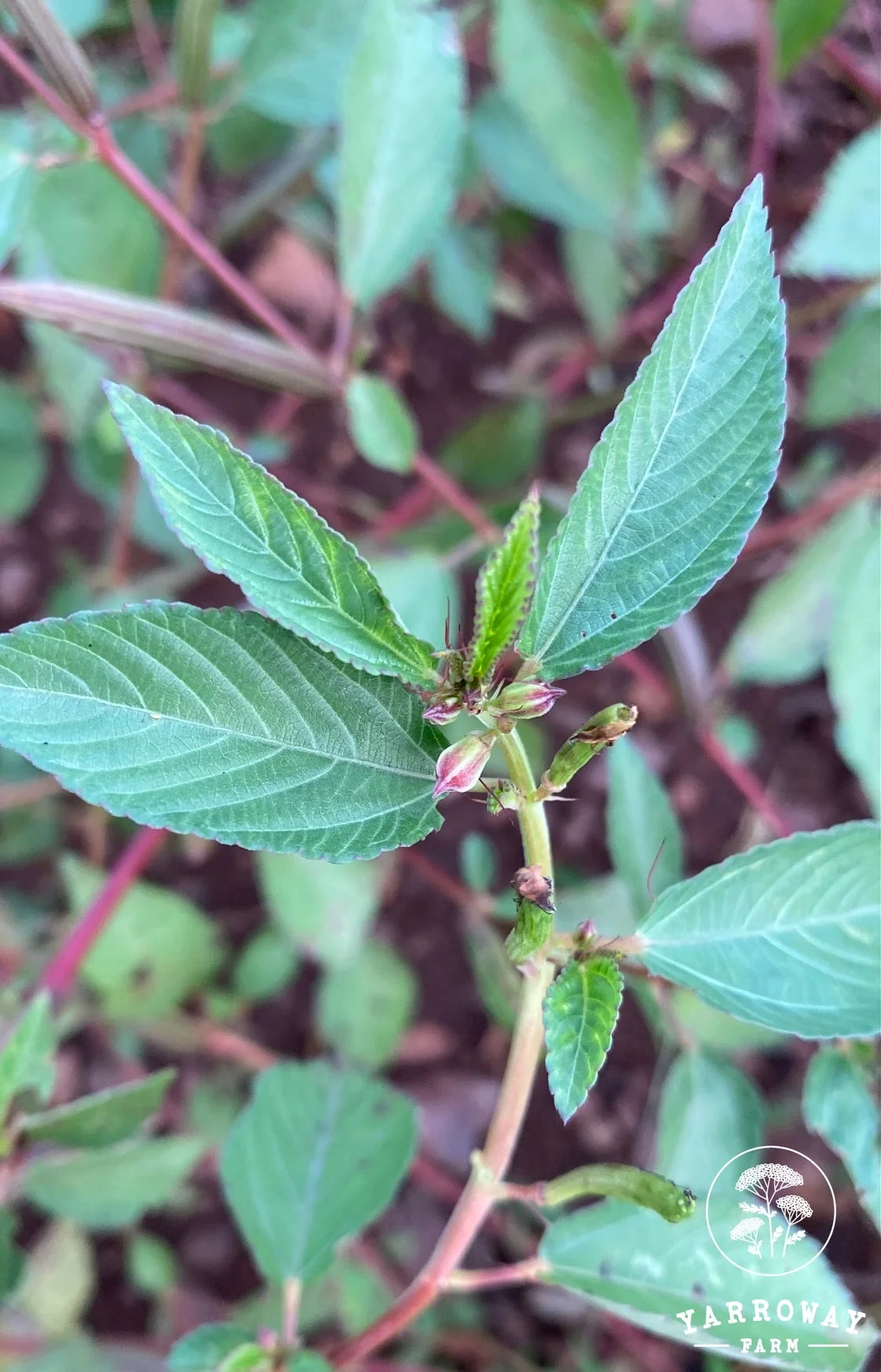 Molokhia Egyptian Spinach