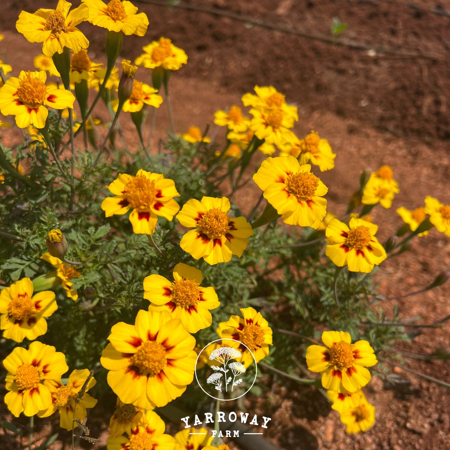 Naughty Marietta French Marigold