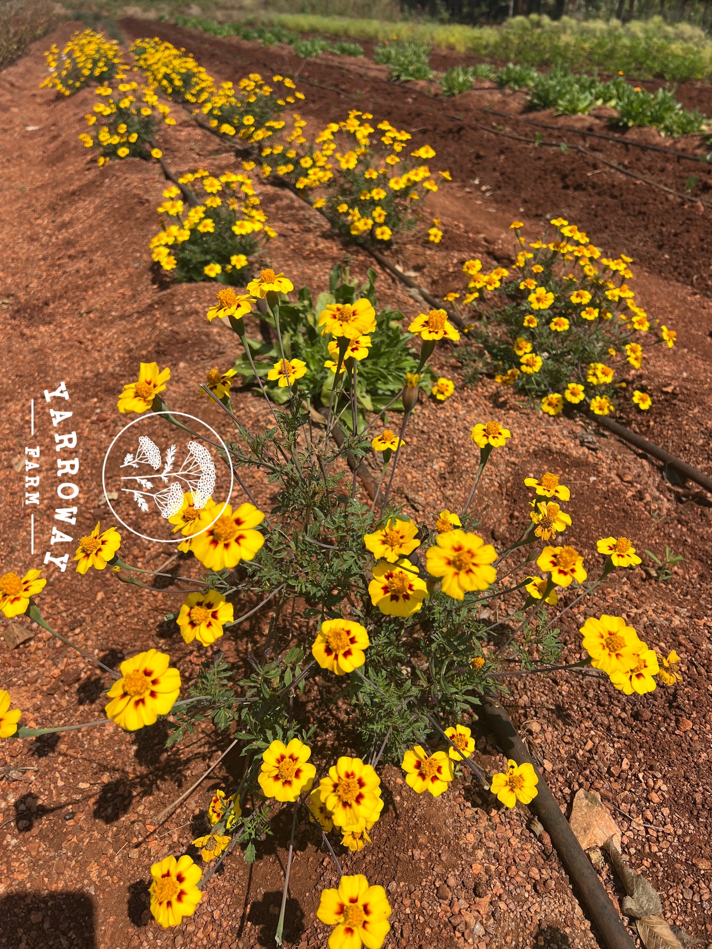 Naughty Marietta French Marigold